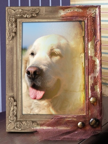 T.G.Amy my Love - R.I.P.