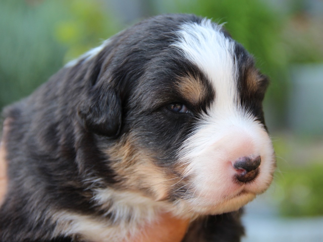 BAXTER MATTEO od Haliru