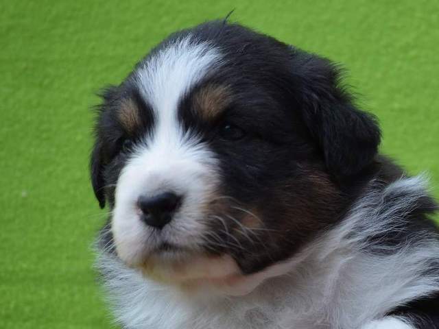 Baccara Nera - 3,5 týdne