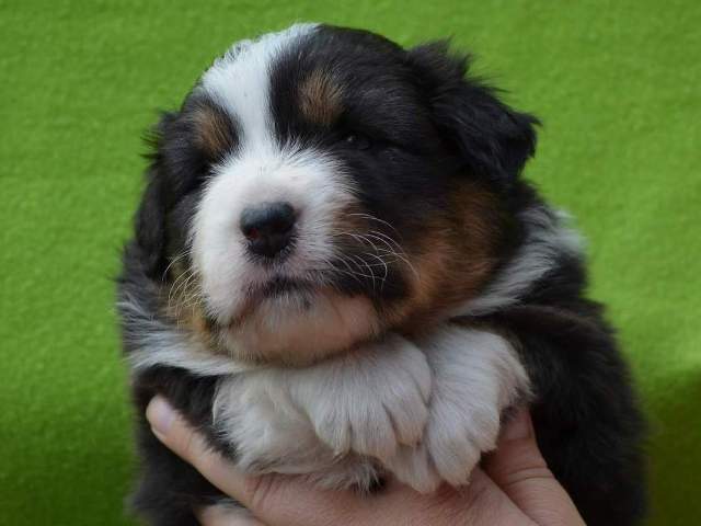 Baxter Matteo - 3,5 týdne