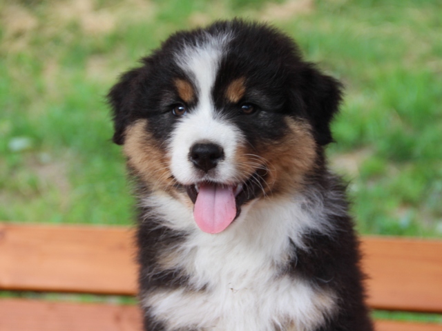 Baxter Matteo
