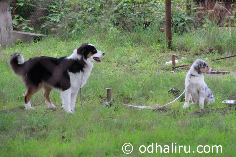 nina_a_barunka_agility_01.jpg