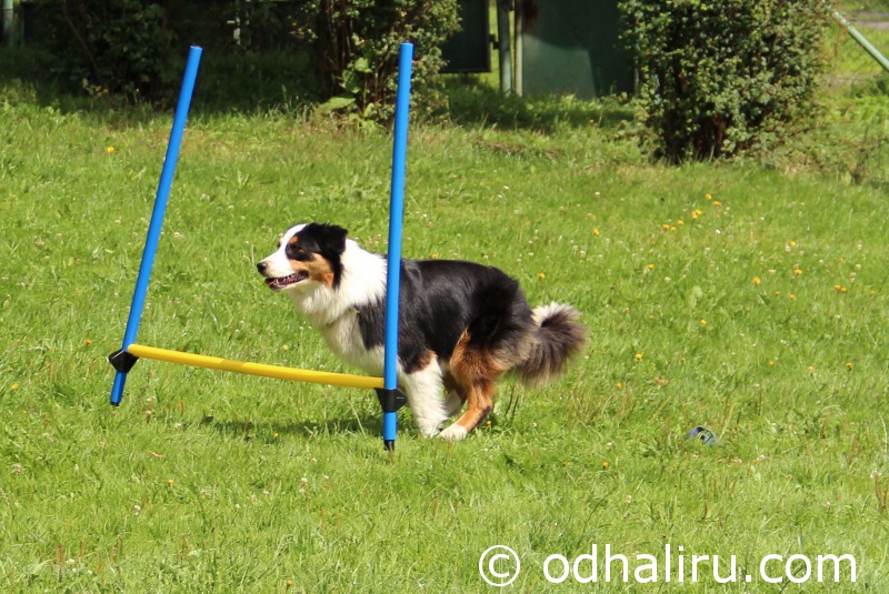 nina_a_barunka_agility_03.jpg