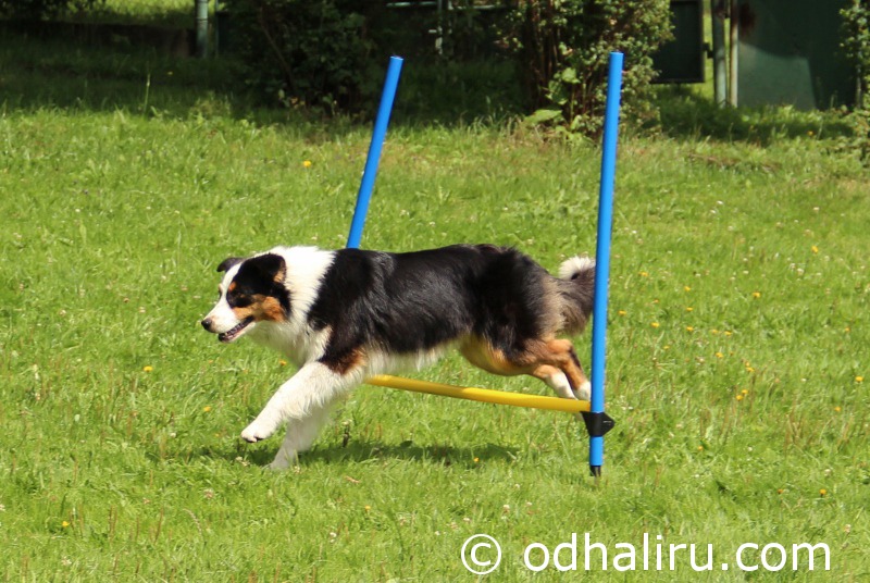 nina_a_barunka_agility_04.jpg