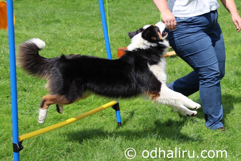 nina_a_barunka_agility_05.jpg