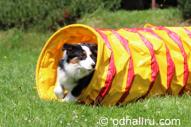 nina_a_barunka_agility_06.jpg