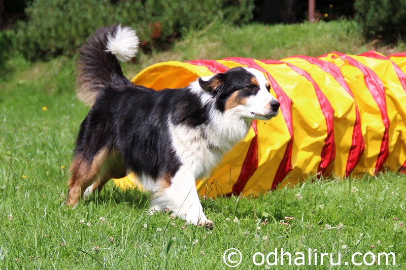 nina_a_barunka_agility_07.jpg