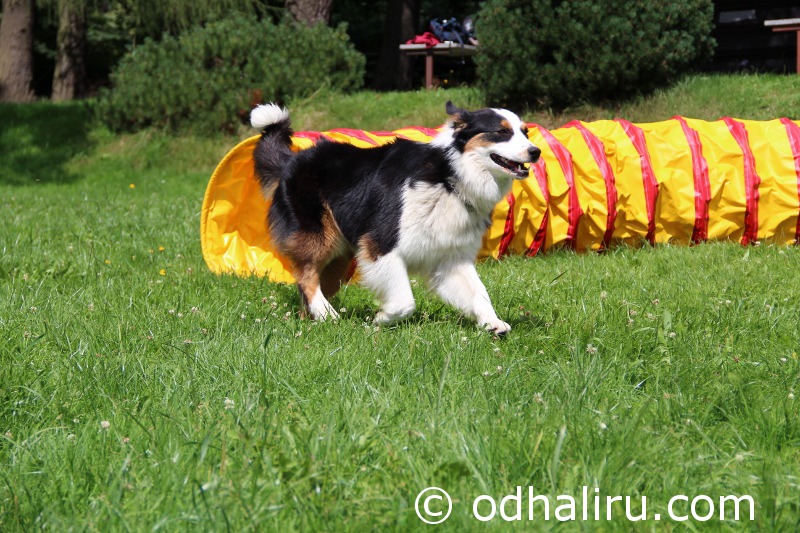 nina_a_barunka_agility_08.jpg