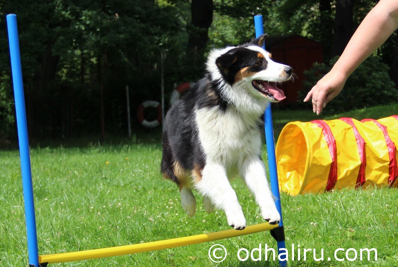 nina_a_barunka_agility_09.jpg
