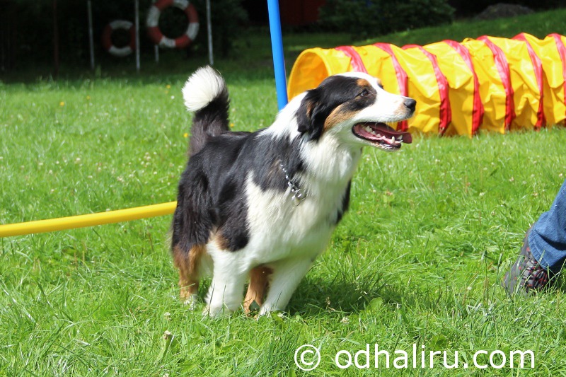 nina_a_barunka_agility_10.jpg