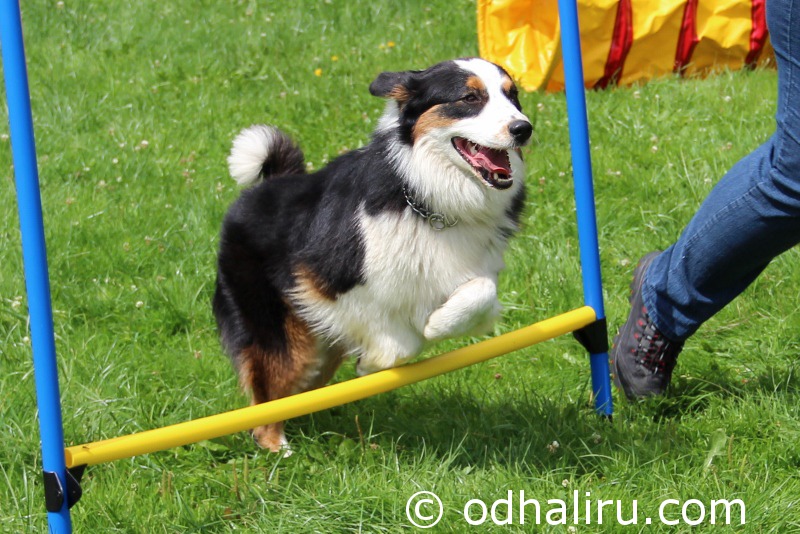 nina_a_barunka_agility_11.jpg
