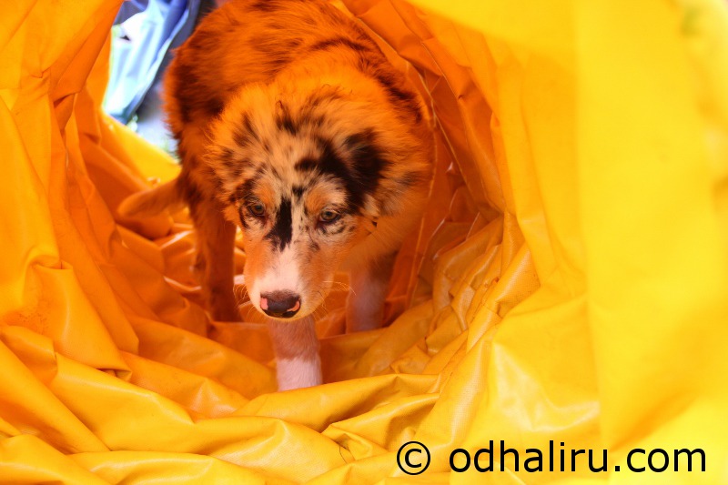 nina_a_barunka_agility_12.jpg