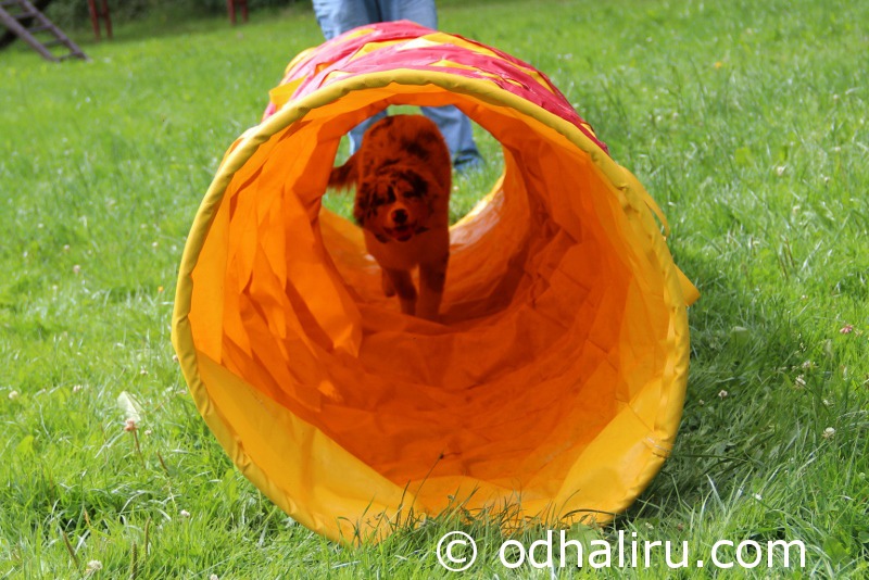nina_a_barunka_agility_13.jpg
