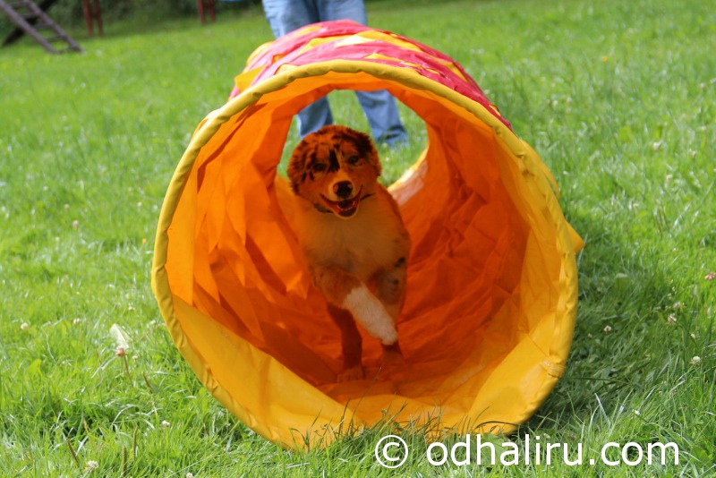 nina_a_barunka_agility_14.jpg