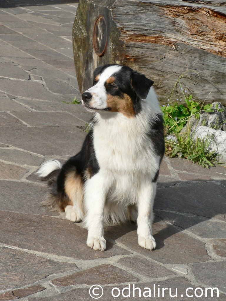 nina_saussurea_true_love_19_05_2012_02.jpg