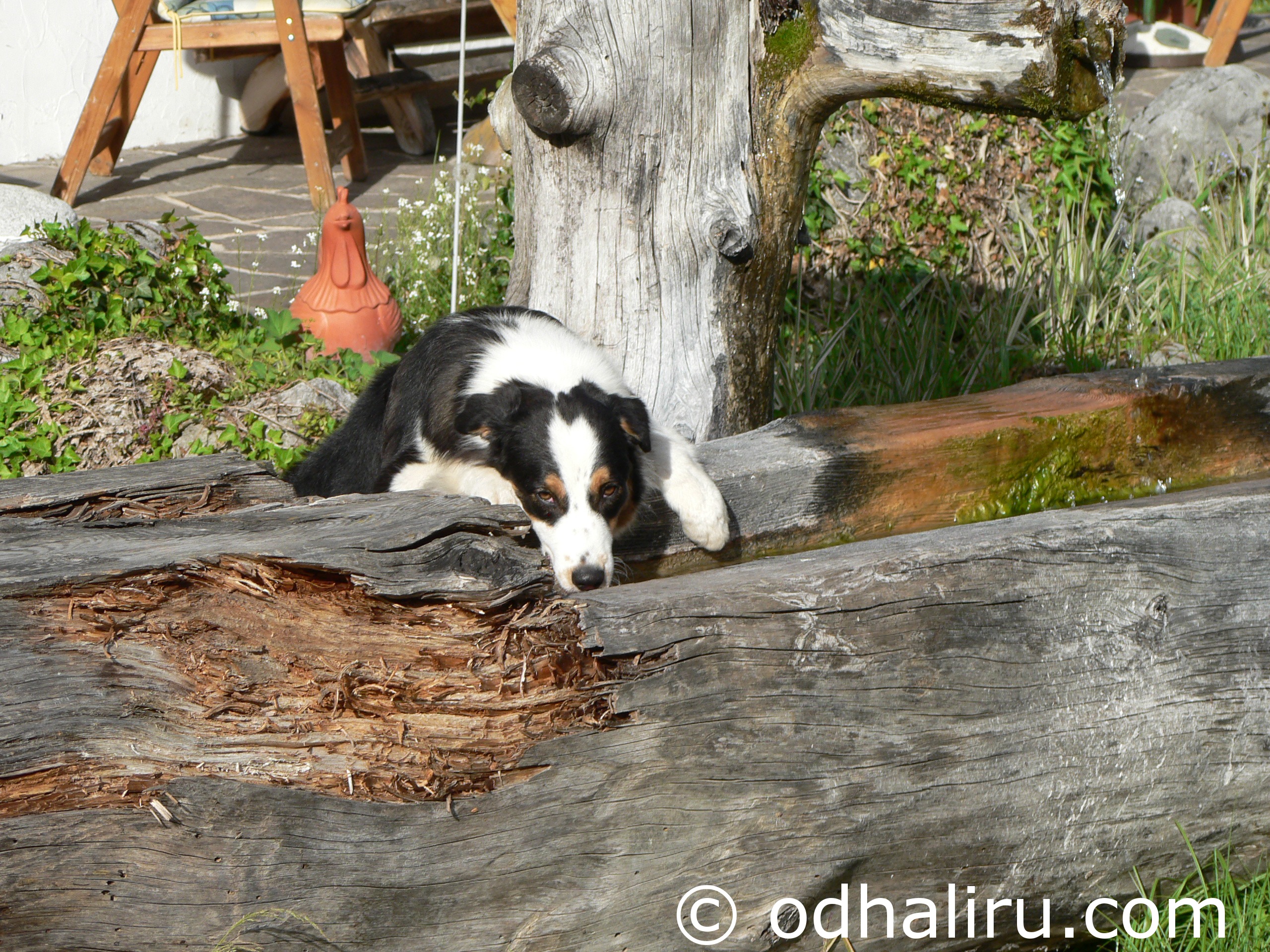 nina_saussurea_true_love_19_05_2012_04.jpg