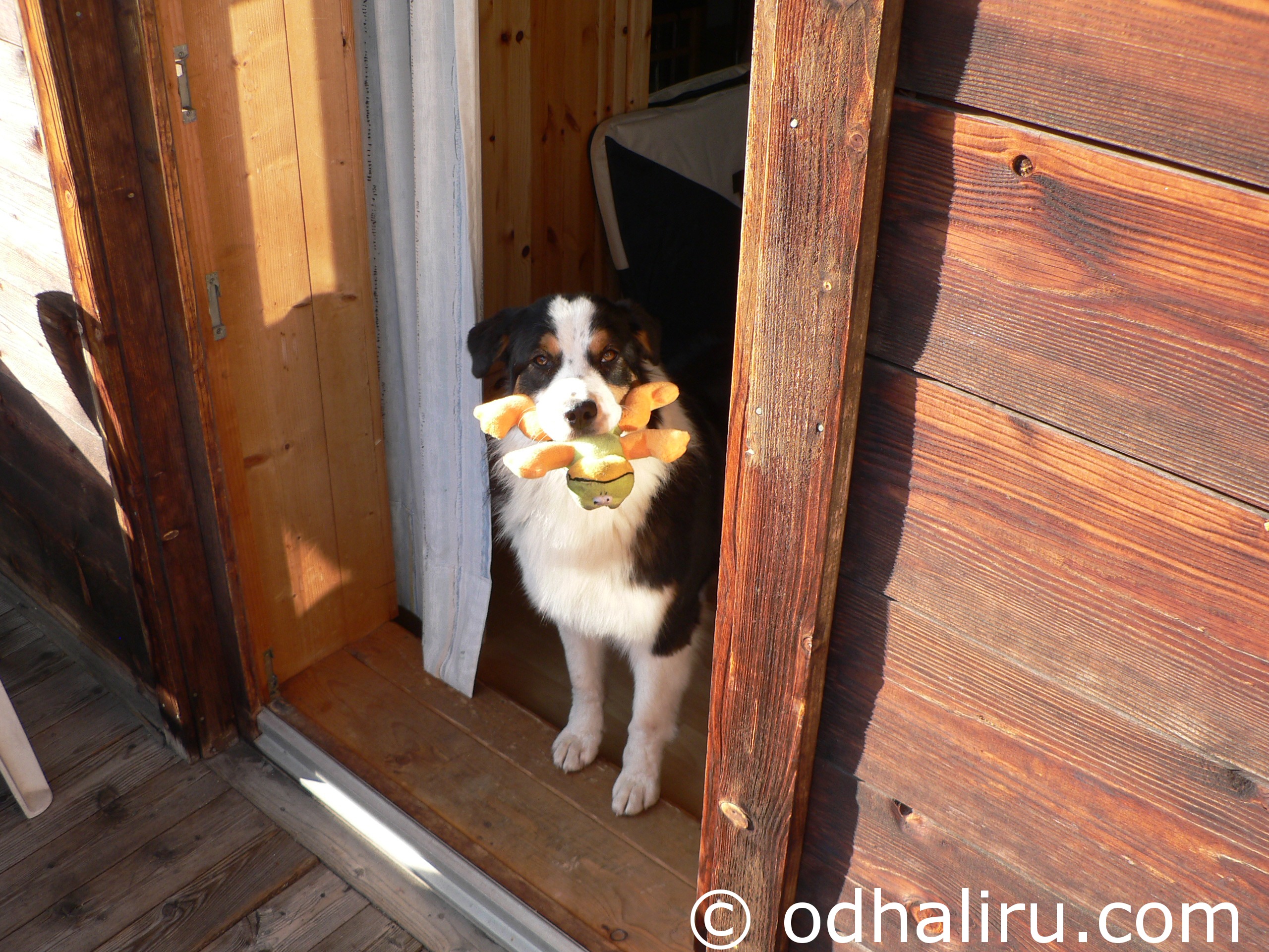 nina_saussurea_true_love_19_05_2012_13.jpg