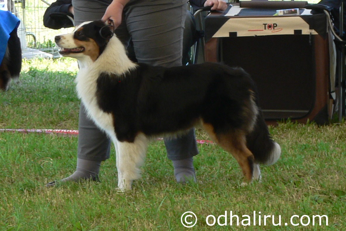 nina_saussurea_true_love_wds_2012_v3.jpg