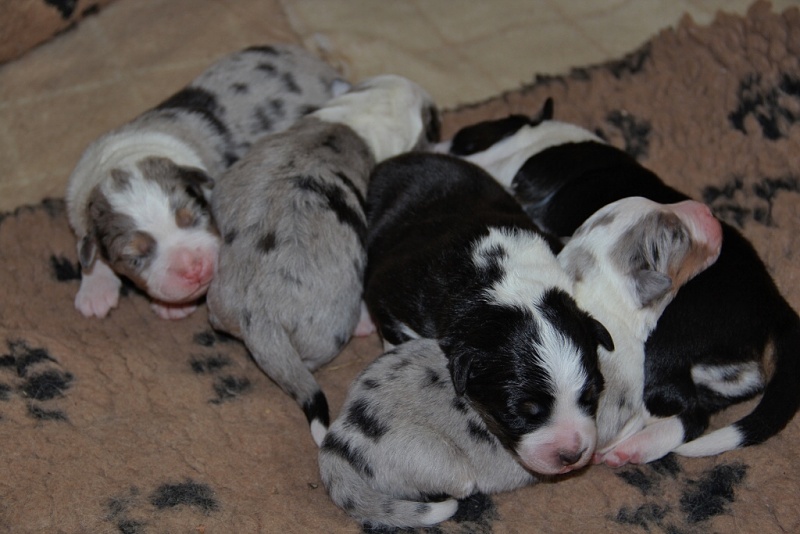 puppies_a_4day_06_06_2013_01--1024x683-.jpg