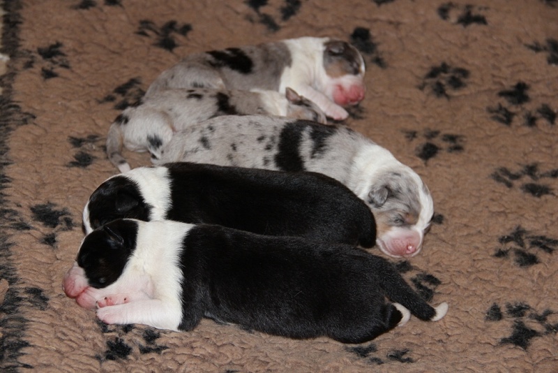 puppies_a_4day_06_06_2013_05--1024x683-.jpg