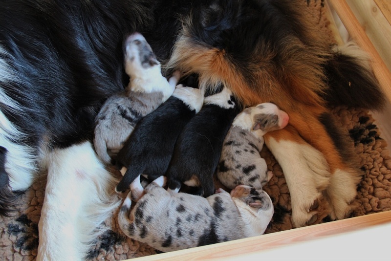 puppies_a_4day_06_06_2013_06--1024x683-.jpg