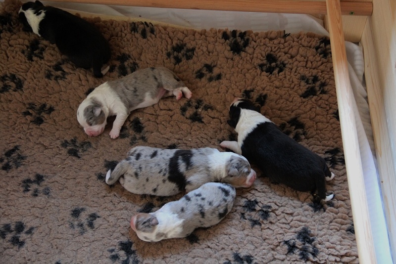 puppies_a_4day_06_06_2013_08--1024x683-.jpg