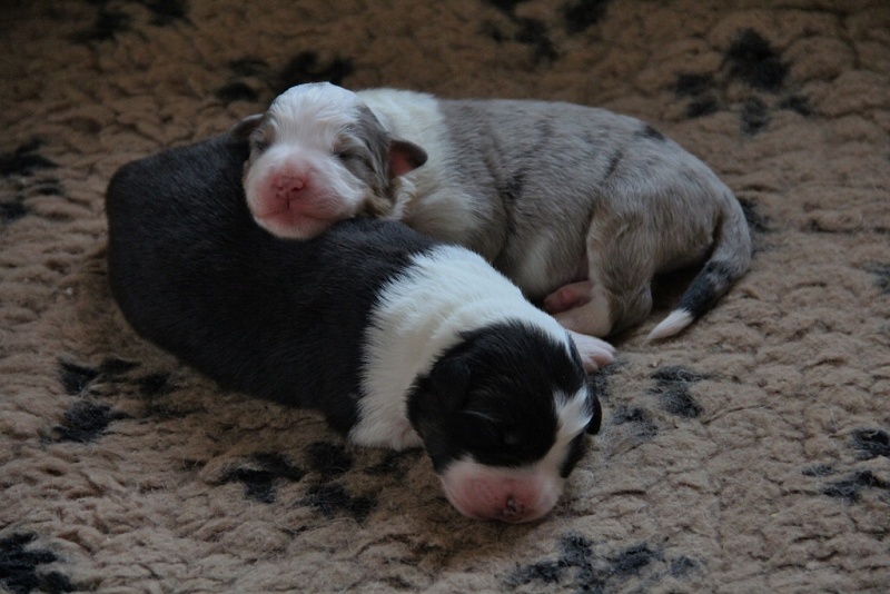 puppies_a_4day_06_06_2013_09--1024x683-.jpg