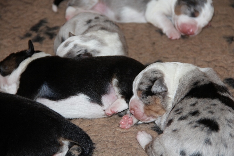 puppies_a_4day_06_06_2013_12--1024x683-.jpg