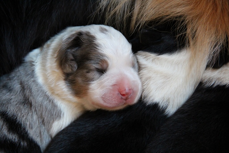 puppies_a_4day_06_06_2013_13--1024x683-.jpg