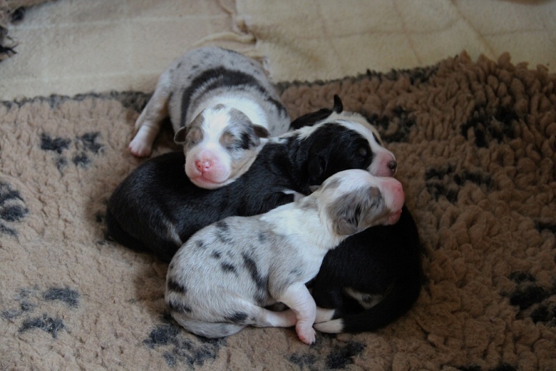 puppies_a_4day_06_06_2013_15--1024x683-.jpg