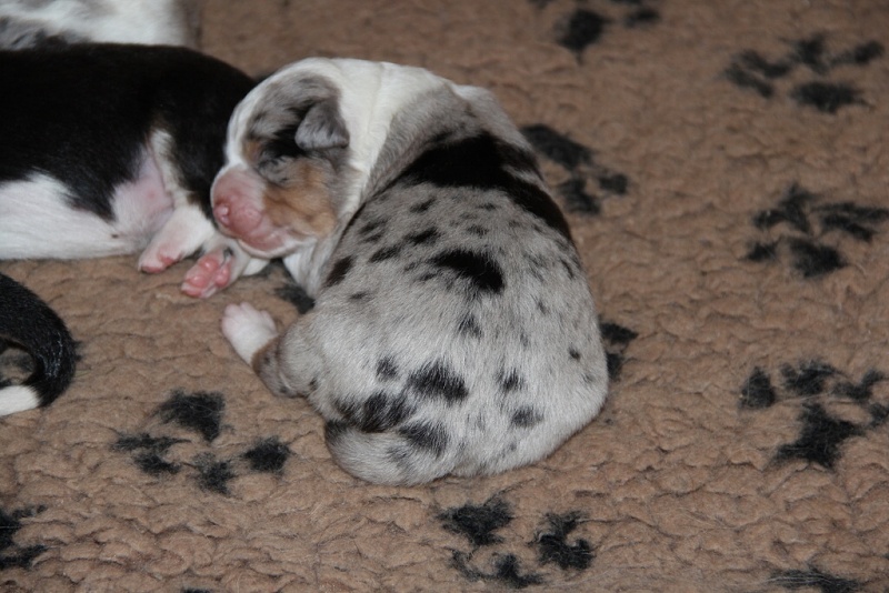 puppies_a_4day_06_06_2013_16--1024x683-.jpg