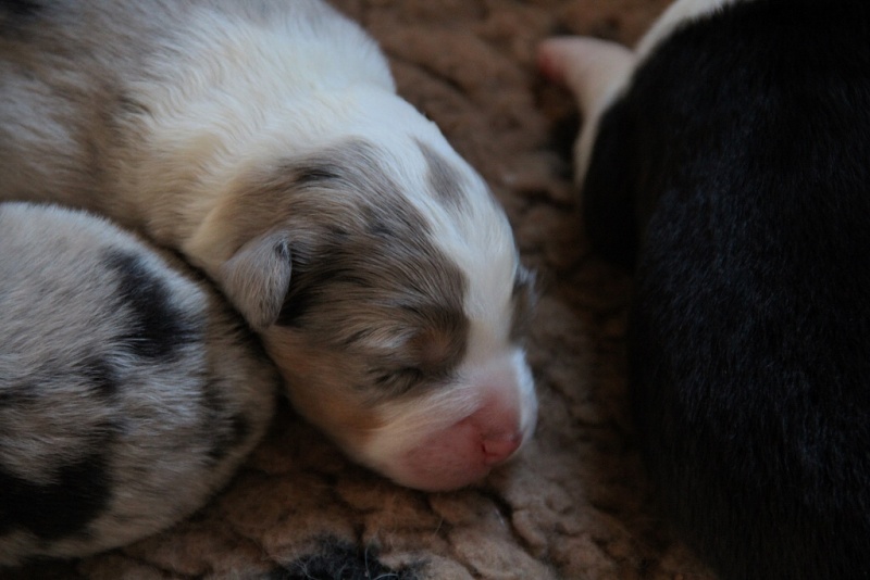 puppies_a_4day_06_06_2013_17--1024x683-.jpg