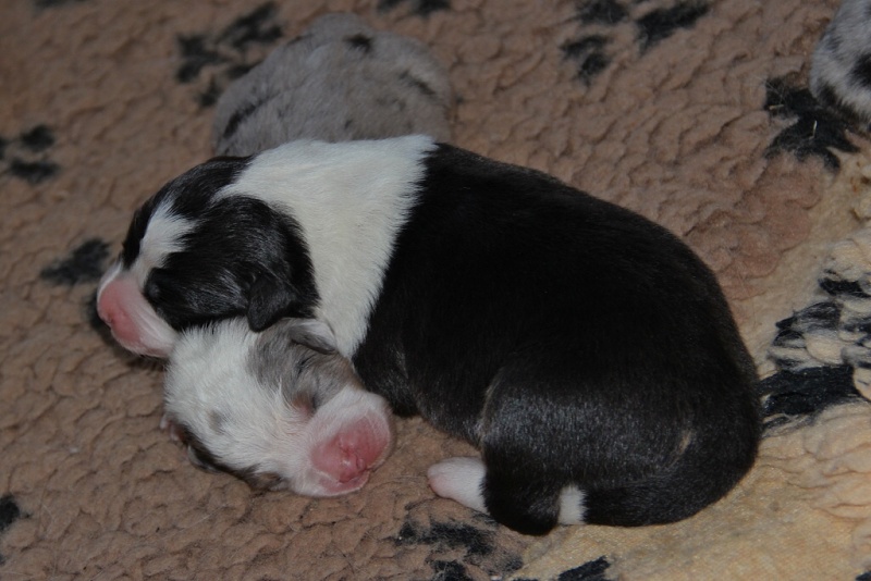 puppies_a_4day_06_06_2013_19--1024x683-.jpg