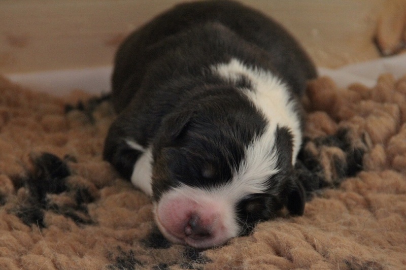 puppies_a_4day_06_06_2013_21--1024x681-.jpg
