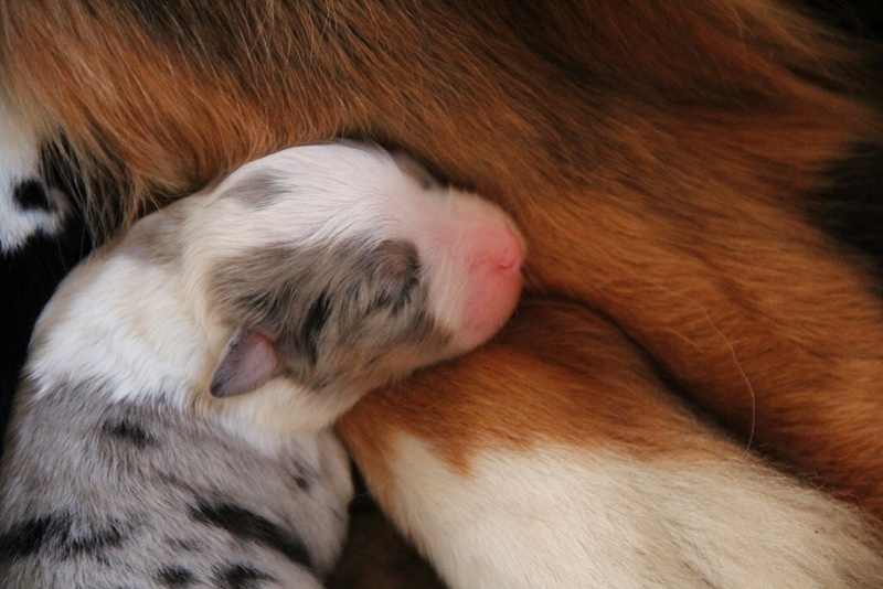 puppies_a_4day_06_06_2013_22--1024x683-.jpg