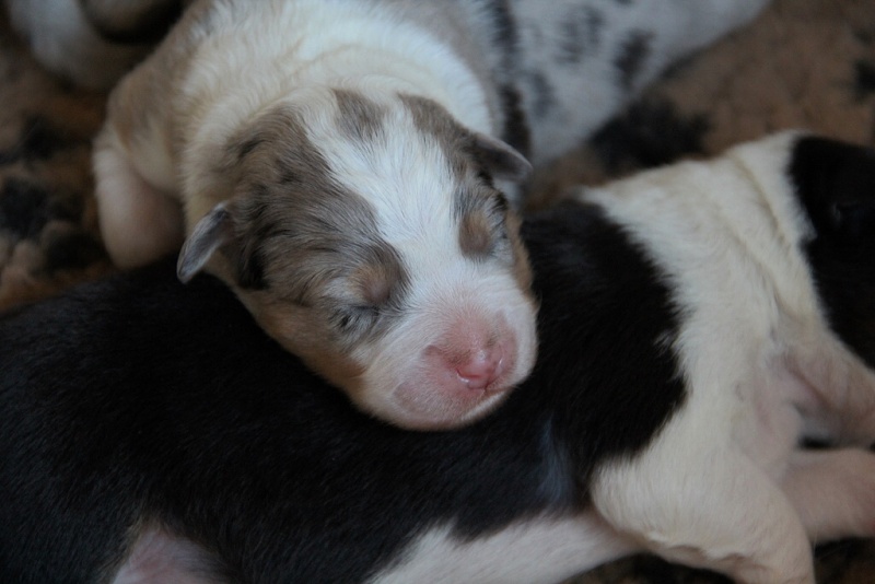 puppies_a_4day_06_06_2013_23--1024x683-.jpg