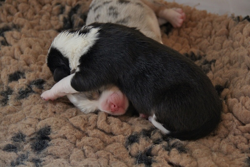 puppies_a_4day_06_06_2013_28--1024x683-.jpg