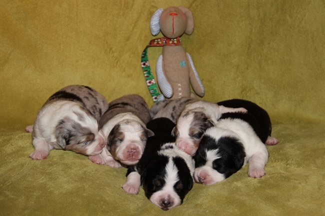 puppies_a_7day_09_06_2013_01.jpg