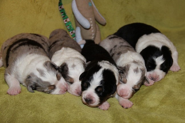 puppies_a_7day_09_06_2013_03.jpg