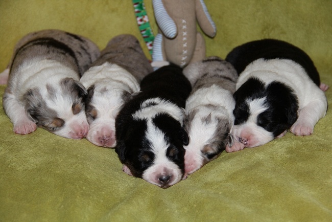 puppies_a_7day_09_06_2013_04.jpg