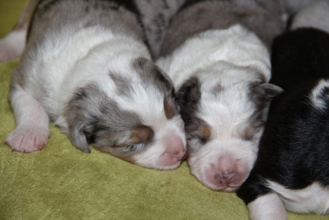 puppies_a_7day_09_06_2013_05.jpg