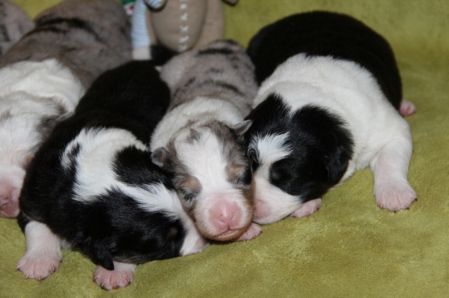 puppies_a_7day_09_06_2013_07.jpg