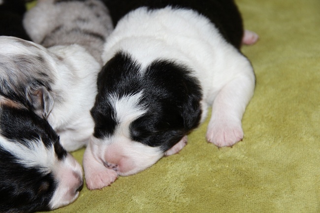 puppies_a_7day_09_06_2013_08.jpg