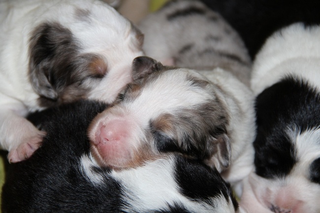 puppies_a_7day_09_06_2013_10.jpg