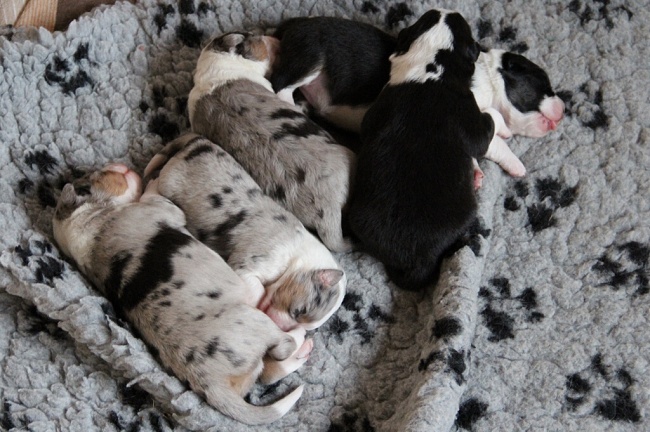 puppies_a_7day_09_06_2013_11.jpg