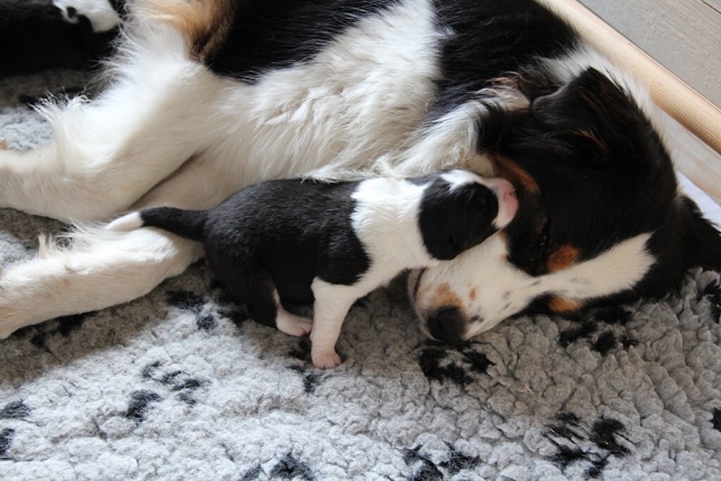 puppies_a_7day_09_06_2013_14.jpg