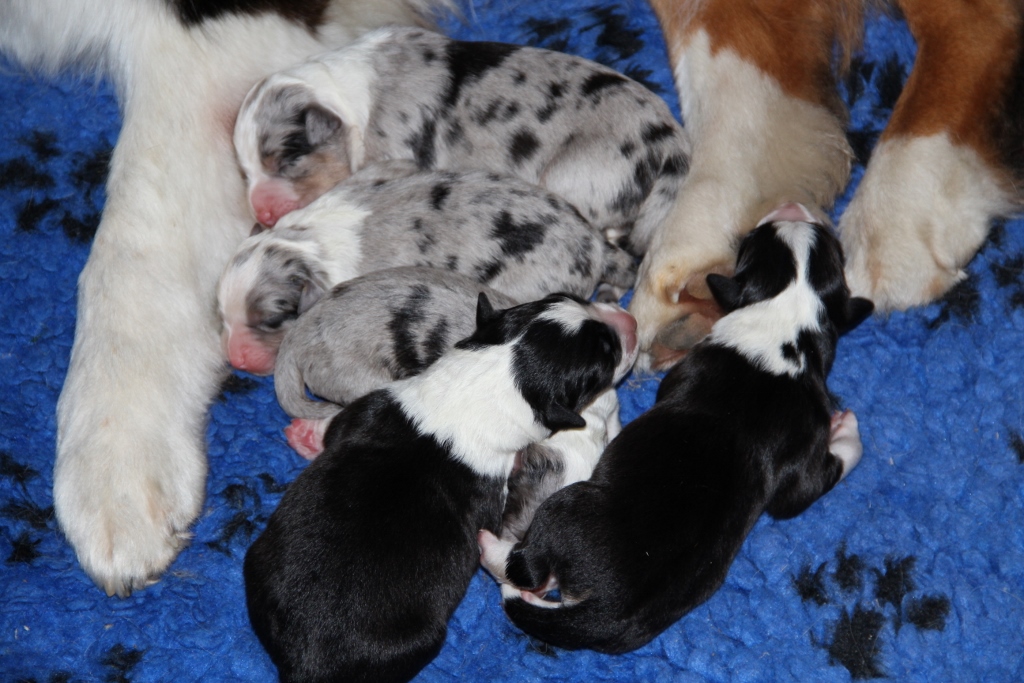 puppy_a_03_06_2013.jpg