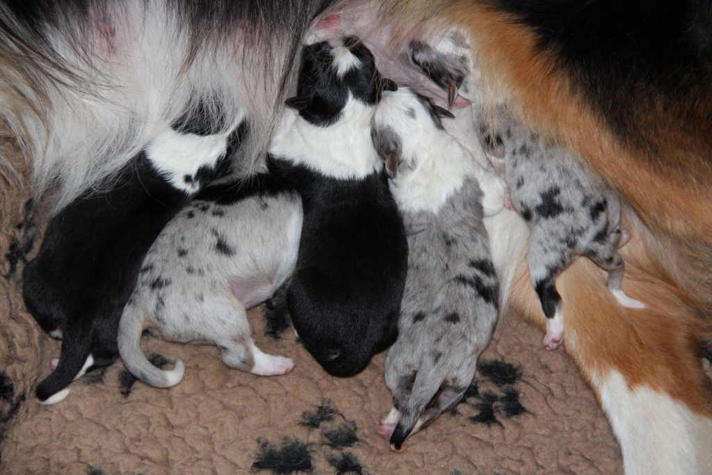 puppy_a_03_06_2013_01.jpg