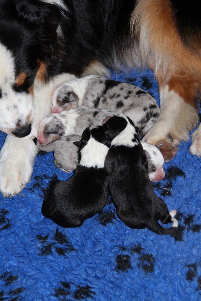 puppy_a_03_06_2013_03.jpg