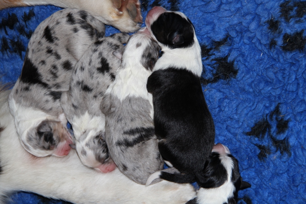 puppy_a_03_06_2013_05.jpg